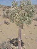 09-05-15_12-37-53khorezm-035