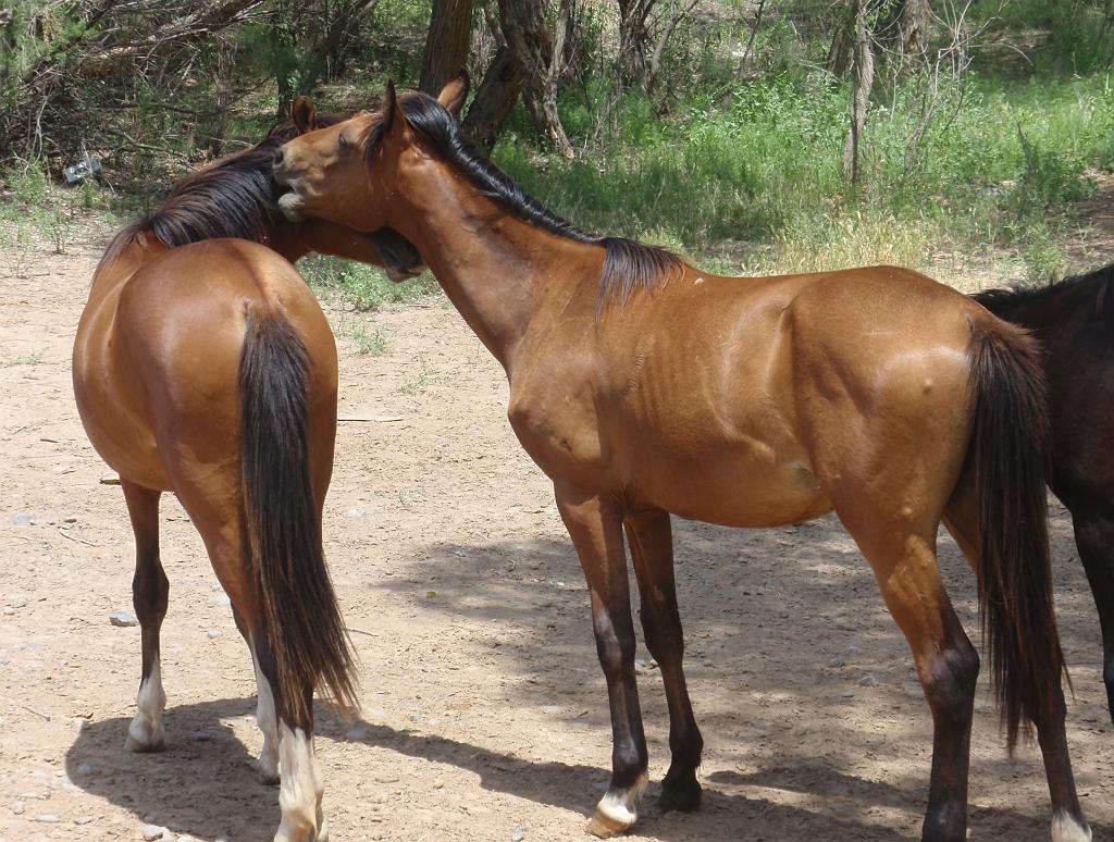 09-05-19_13-19-45karakoum-031.JPG - les célèbres chevaux Turkmènes