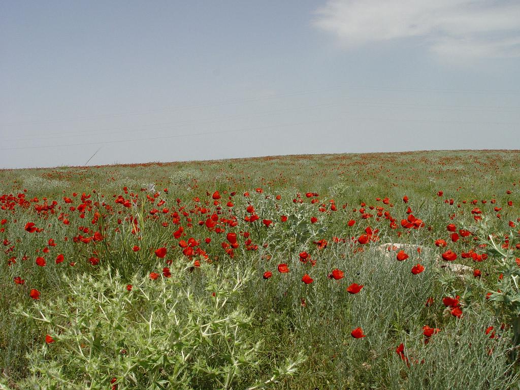 09-05-23_12-30-05nurata-004.JPG - Des coquelicots..