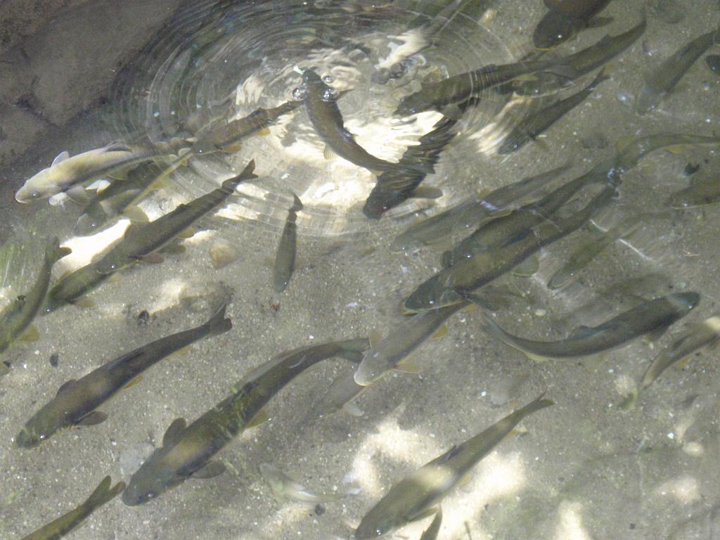 09-05-23_13-32-02nurata-048.JPG - Source et poissons sacrés