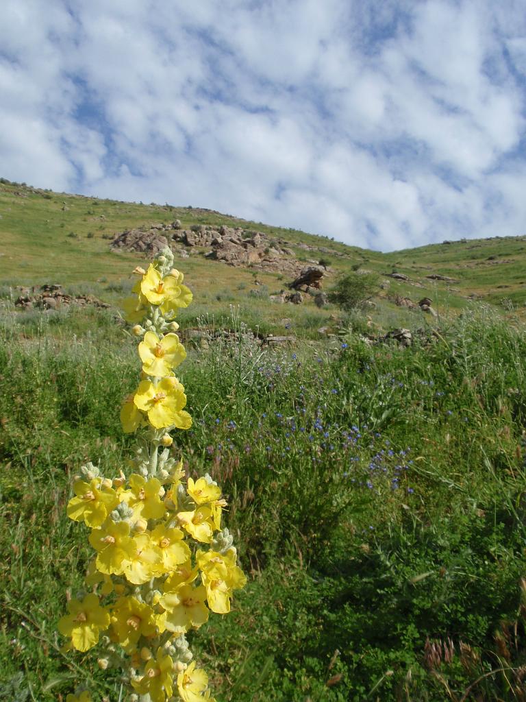 09-05-26_08-11-03Ayokchi-069.JPG - C'est plein de fleurs.