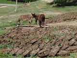 09-05-25_09-55-16Shakhrisabz-018