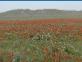 Steppe